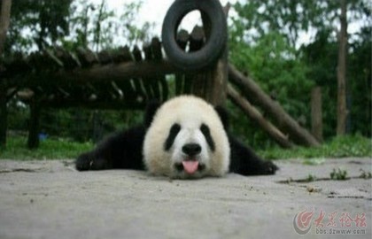 萌萌的大熊猫