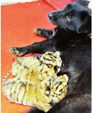 Abandoned tiger cubs nursed by dog in Shandong