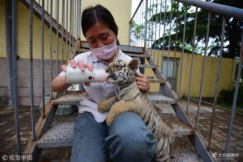2018年5月16日,在山东烟台动物园,饲养员张利娜正在给东北虎幼崽喂奶.