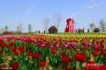 2022-06-27，山东省诸城市潍河北岸，近20亩园林景观带里的郁金香姹紫嫣红、五彩缤纷、争奇斗艳，吸引了众多市民前来赏花拍照。