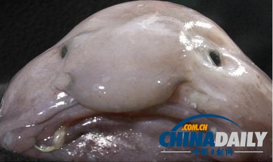 大洋深处的水滴鱼成为世界最丑陋动物。