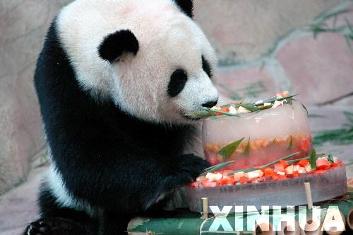 两只中国大熊猫在泰国 成亲 