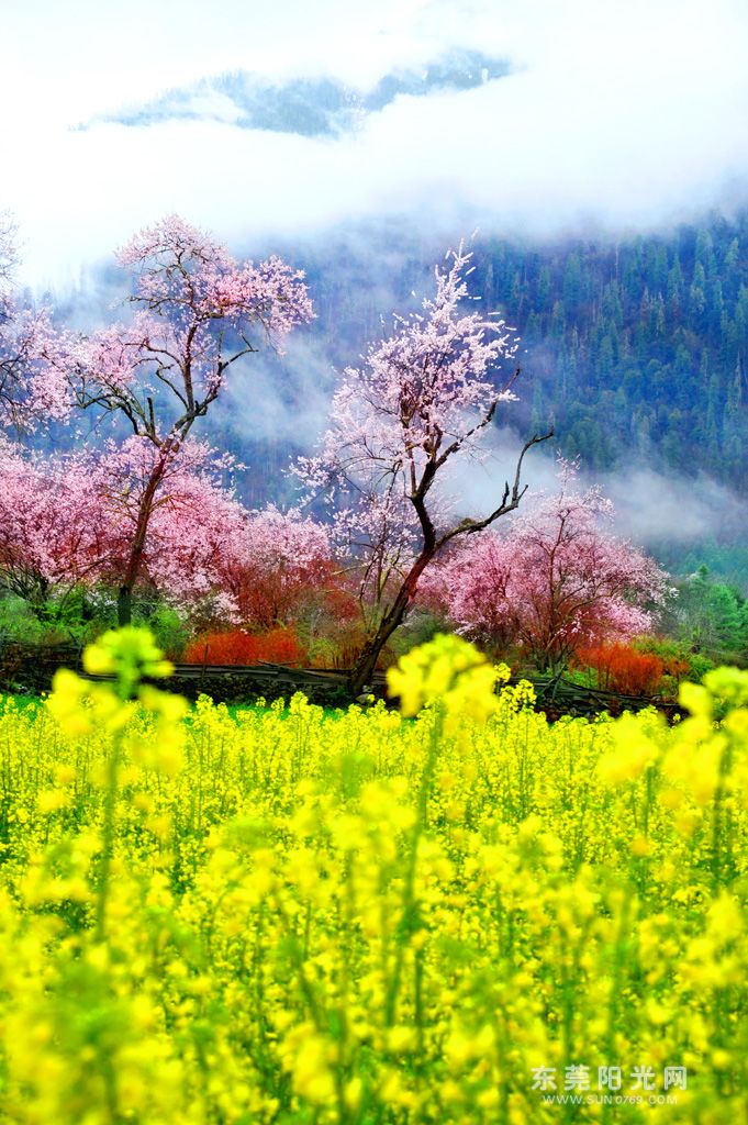 最美桃花林风景图片图片