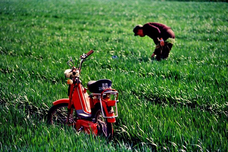24、《麦田里的嘉陵》1982年，青岛胶南的一位农民骑着嘉陵摩托车到自家的麦地里查看麦苗的长势。在1980年代初期，“嘉陵”成了摩托车的代名词，也见证了改革初期富起来的农民新生活。（任锡海）.jpg