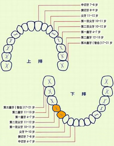 恒牙的排列图解图片