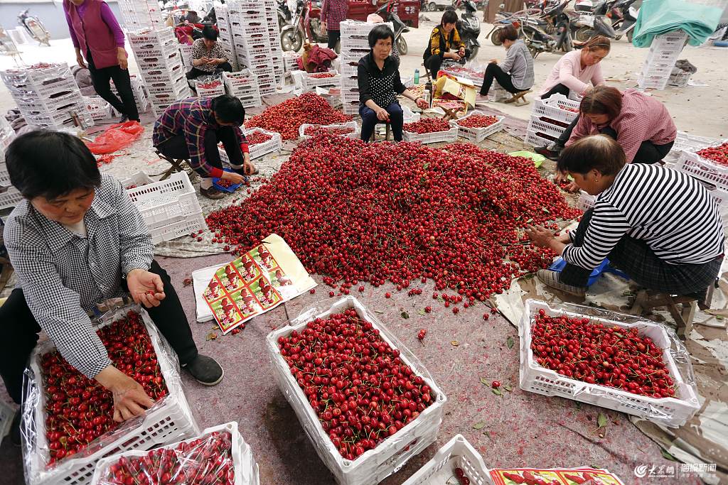 中国樱桃第一镇图片