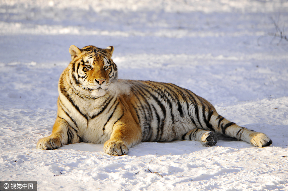 一只很胖的老虎的图片图片
