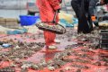 2月28日，山东省青岛市。每年的春天，是八带蛸最好吃的时候。近日，青岛近海就迎来了春季的八带渔汛。不少渔船出海2到3天，就能打回3000到4000斤的八带，可谓大丰收。