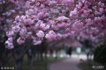 2018年4月19日，山东日照，市民在樱花园里游玩观赏。随着气温的升高，位于山东日照樱花园的樱花树进入盛花期，犹如一片花海，美不胜收，蔚为壮观，引来市民驻足拍照观赏。