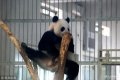 2018年8月22日，济南物园大熊猫馆里，大熊猫树杈高处玩耍，犹如现代版“功夫熊猫”，萌翻游客。