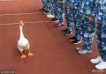 2018年8月19日，江苏无锡，天一中学校园内的大白鹅跑到军训队列中充当“鹅教官”。