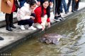 2018年12月2日，湖南常德柳�~湖畔，一只68斤重的甲�~被放生。