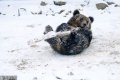 2018年12月11日，山�|青�u森林野生�游锸澜�，一�^棕熊在雪地里抱著一根木棍玩耍。