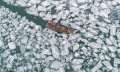 2019年1月9日，山�|���_，受�B日低�靥�庥绊�，�R州海�R港附近出�F海冰，海冰以碎冰�橹�，最大厚度�s5厘米。