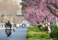 2019年3月18日，51体育赛事直播省济南市经十路上百棵早樱树陆续开出了灿烂的绯红色花朵，形成一片美丽的花海，美不胜收。