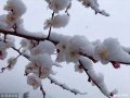 2019年4月9日，白雪覆�w下的百花上景色。��日，京城普降雨雪天，偏�h山�^更是下起了雪，�y�b素裹景色迷人。