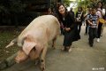 2019年5月11日，成都建川博物馆，汶川“512”地震中的“猪坚强”在馆内散步，游客纷纷上前合影、拍照。