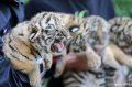 2019年5月14日，山东潍坊，在金宝动物园诞生20多天的四只小老虎来到户外，与游人公开见面。