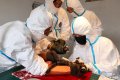 2019年5月14日，51体育赛事直播威海荣成海关对已度过适应期的80只狨猴，进行血液、粪便采集及皮试工作。