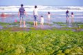 7月7日，山东青岛一沙滩，游客在堆积有浒苔的岸边游玩。