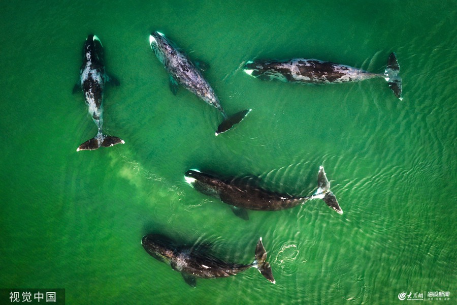 航拍俄罗斯海域成群虎鲸  碧蓝水中自在畅游