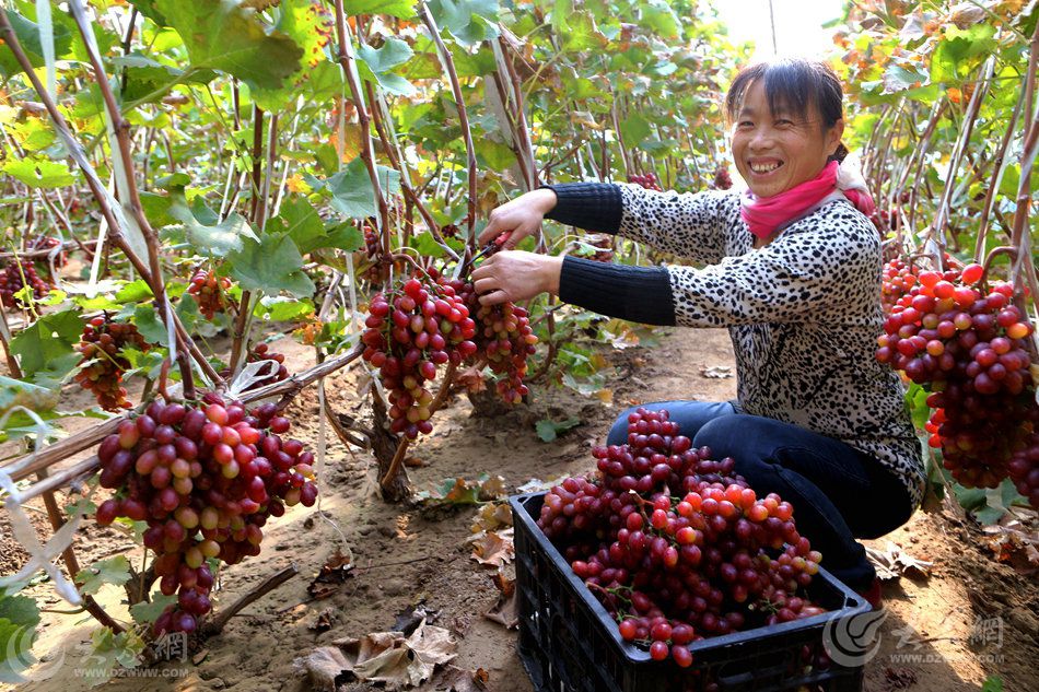 1、小雪节气刚过，在济阳县回河街道张高村的葡萄种植大棚里，农户正在采摘又大又红的”冰美人“葡萄。.JPG